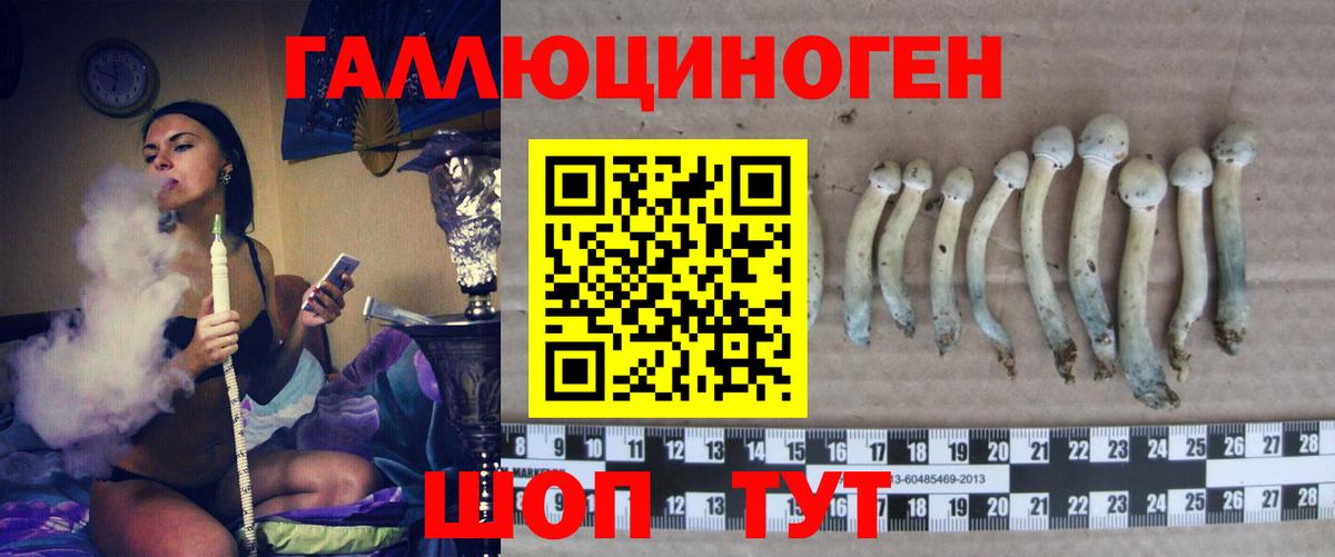 Псилоцибиновые грибы Psilocybe Лыткарино